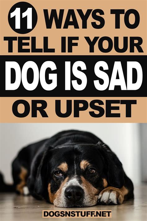 Do dogs know if you're sad?