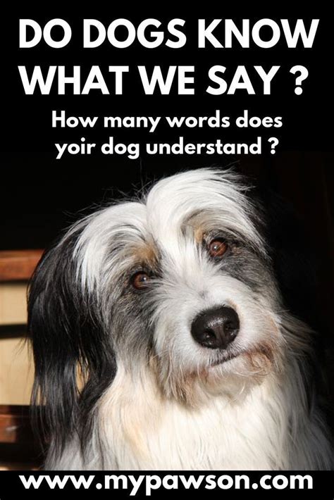 Do dogs know the word love?