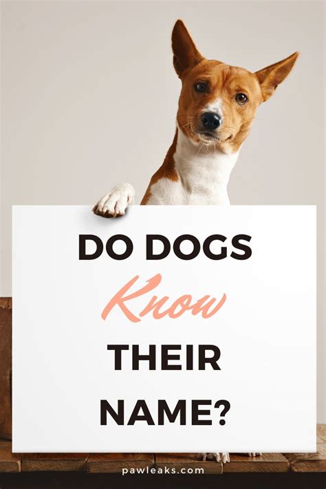 Do dogs know their name?