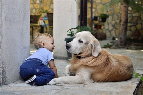 Do dogs know to be gentle with kittens?