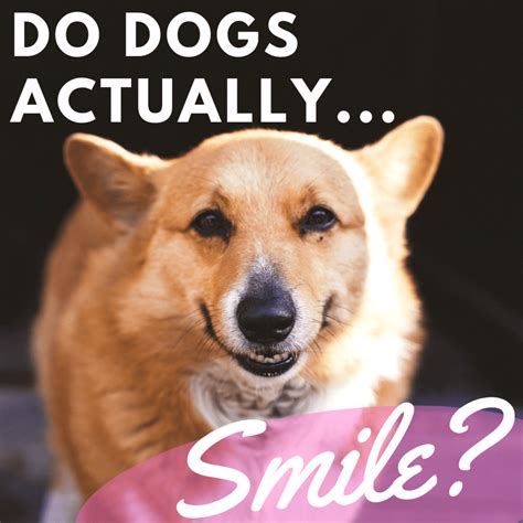 Do dogs know we smile?