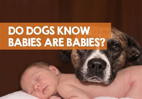 Do dogs know what babies are?