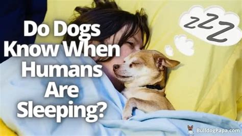 Do dogs know when humans are sleeping?