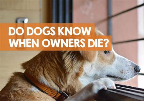 Do dogs know when their owner dies?