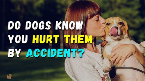 Do dogs know when you accidentally hurt them?