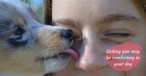 Do dogs know when you kiss them?