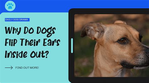 Do dogs let you touch their ears?