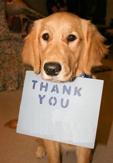 Do dogs lick to say thank you?