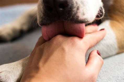 Do dogs lick you as a thank you?