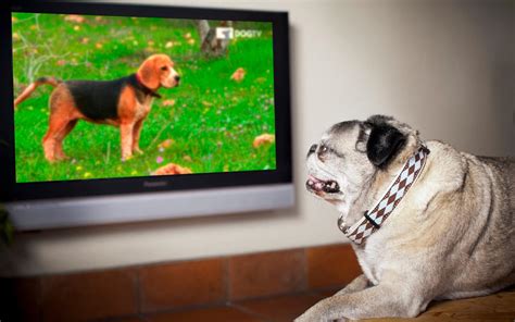 Do dogs like TV left on?