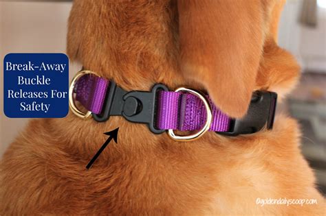 Do dogs like a break from their collar?