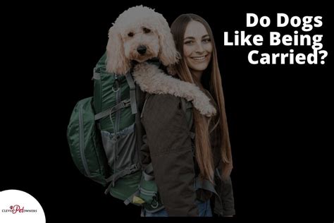 Do dogs like being carried?