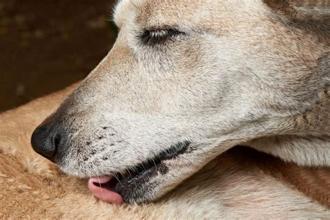 Do dogs like being licked back?