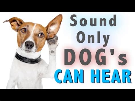 Do dogs like hearing I love you?