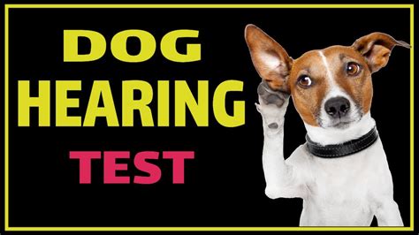 Do dogs like hearing you talk?