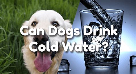 Do dogs like ice water?