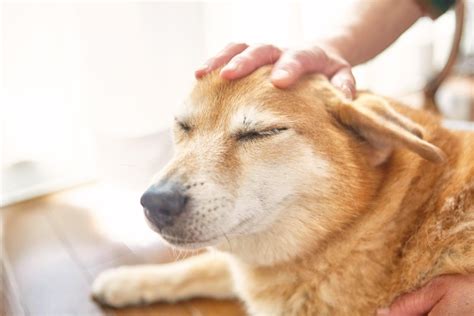 Do dogs like it when you pat their head?