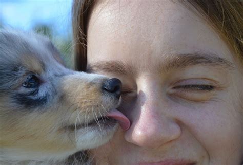 Do dogs like kisses on the nose?