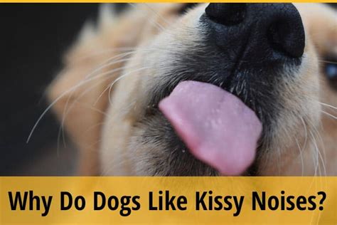 Do dogs like kissing noises?