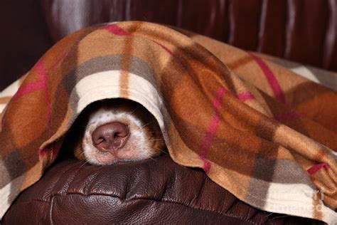 Do dogs like sleeping under blankets?