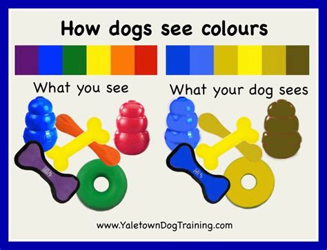 Do dogs like the colour yellow?