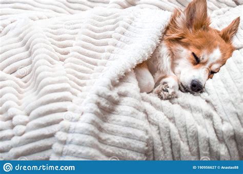 Do dogs like to sleep with blankets?