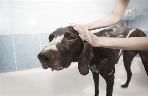 Do dogs like warm bath water?