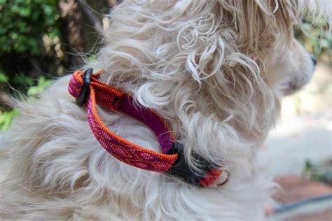 Do dogs like wearing their collars?