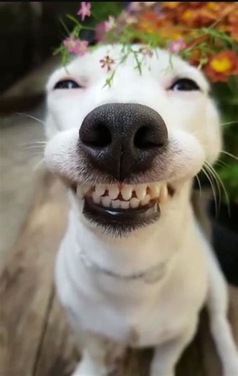 Do dogs like when we smile?