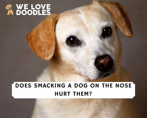 Do dogs like when you touch their nose?
