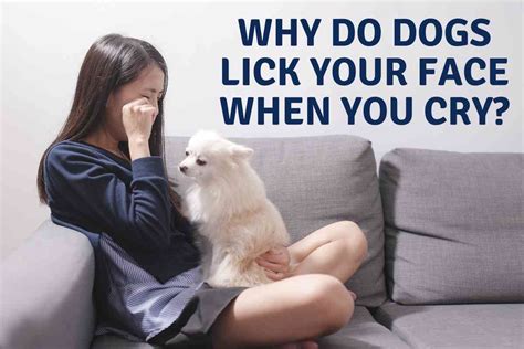 Do dogs like you in their face?