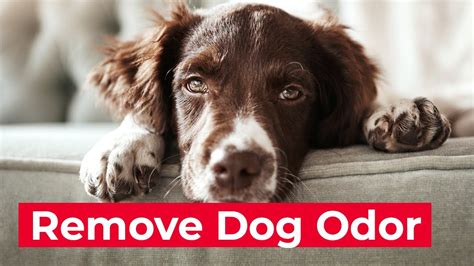 Do dogs like your body odor?