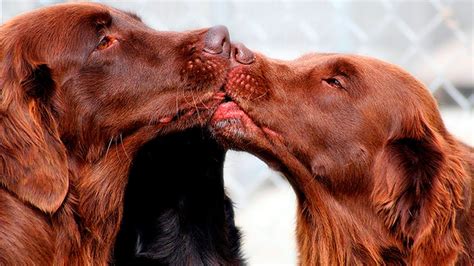Do dogs love kisses?