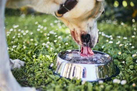 Do dogs love to drink cold water?