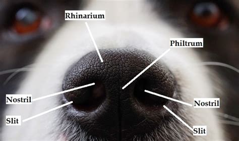Do dogs mind if you touch their nose?