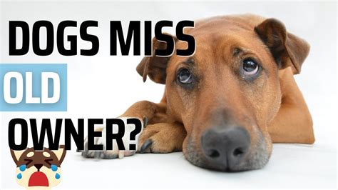 Do dogs miss their former owners?