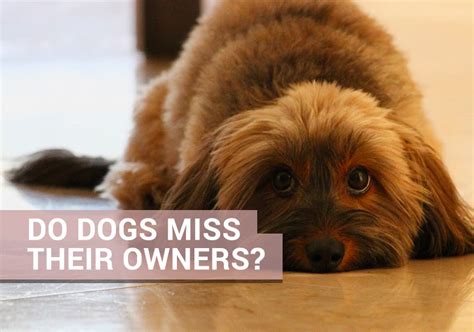 Do dogs miss their owners?
