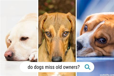 Do dogs miss their previous owners?