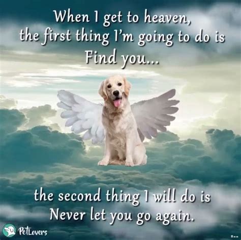Do dogs miss us in Heaven?