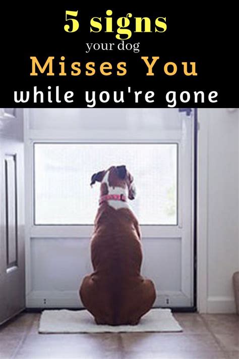 Do dogs miss you when you're gone for months?