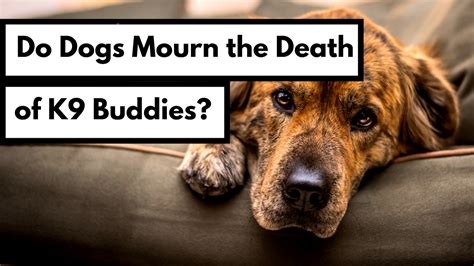 Do dogs mourn death?