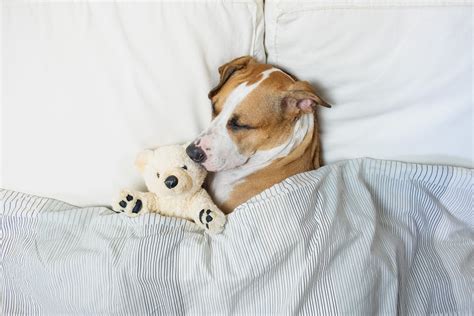 Do dogs naturally want to sleep at night?