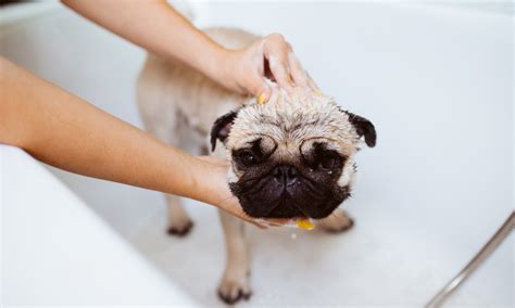 Do dogs need baths?