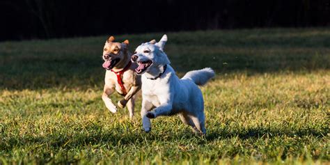 Do dogs need to run free?