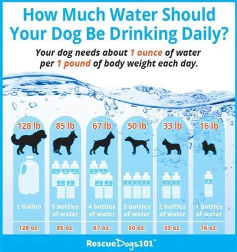 Do dogs need water all day?