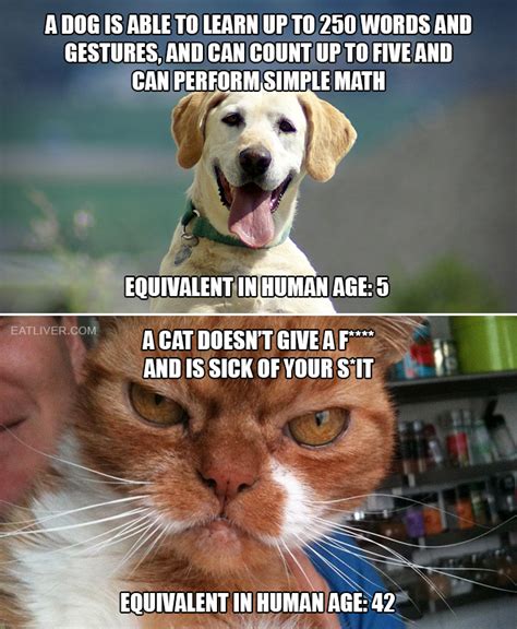 Do dogs or cats have better IQ?