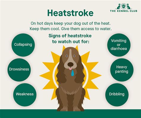 Do dogs overheat easily?
