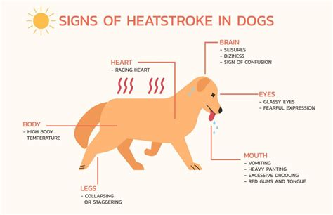 Do dogs overheat when in heat?