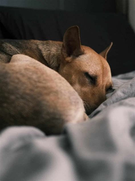 Do dogs pass away in their sleep?