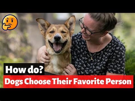 Do dogs pick a favorite person?